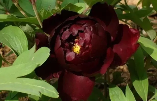 100种名贵牡丹鉴赏 绘画好素材（报花名）
