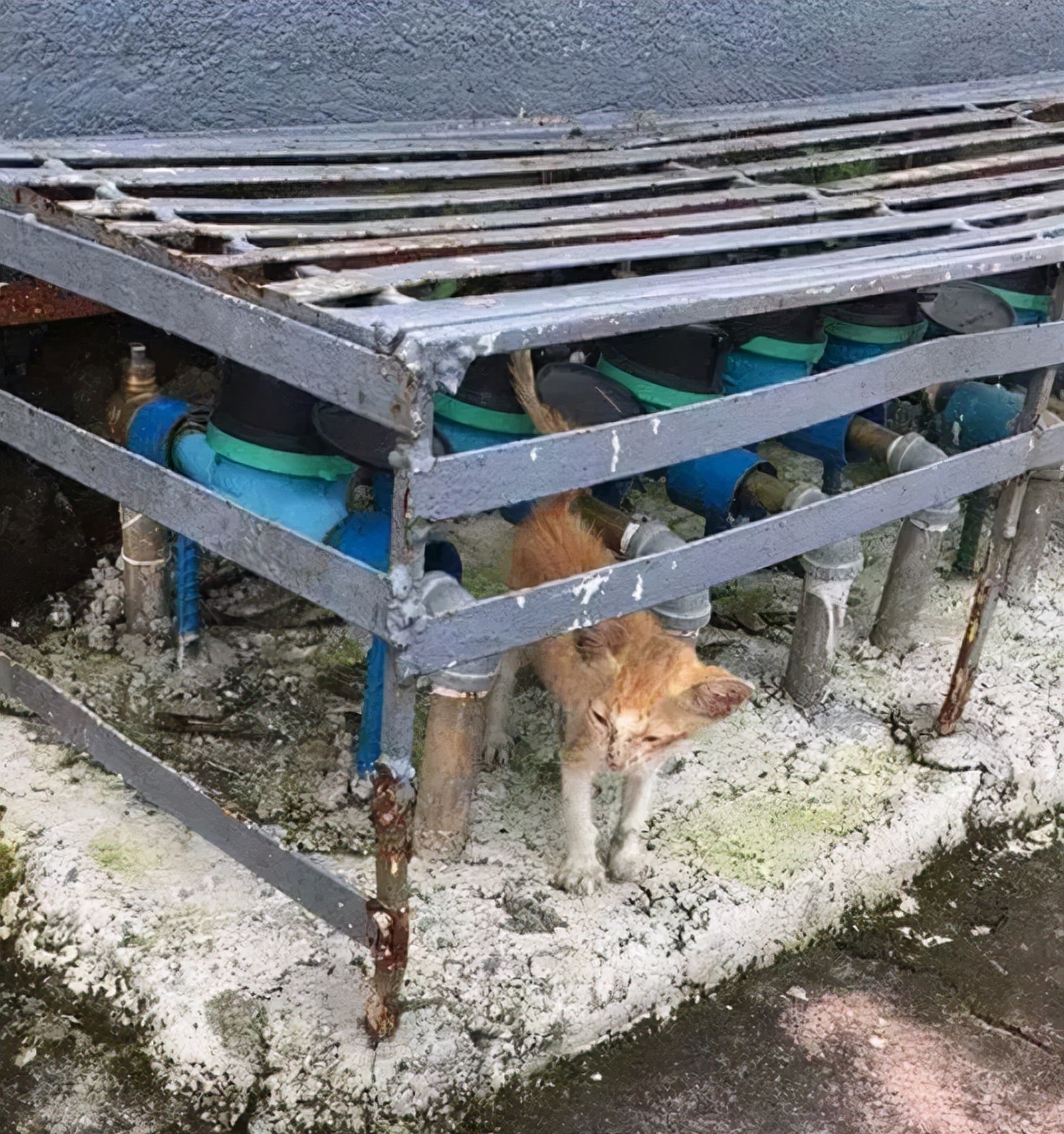 路邊撿到一隻受傷橘貓，半年後貓咪越來越仙，網友：基因突變嗎