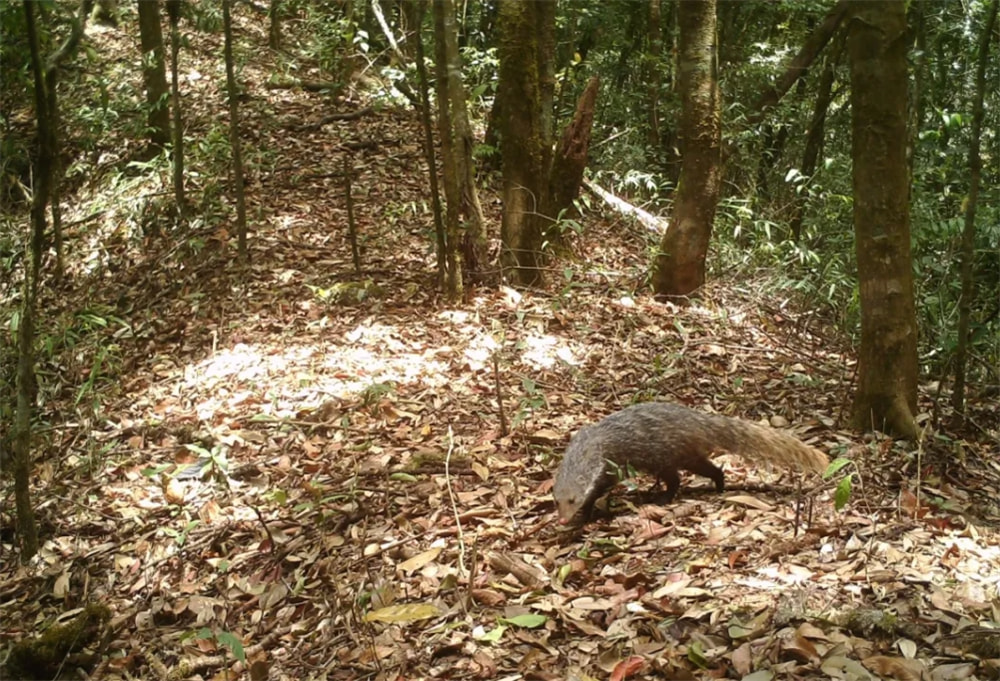 广东青嶂山发现“吻田猪”石缝觅食，豹猫进村偷鸡，白鹇树上跳舞