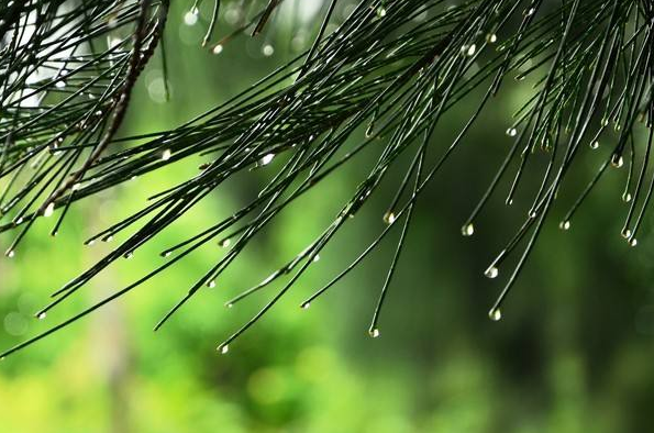 这首写雨的宋诗，美到惊艳，28个字浑然天成