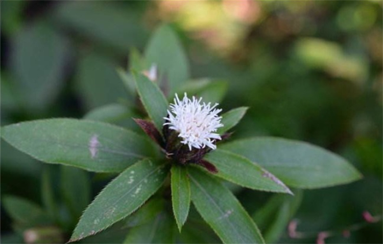 树林边1种开白花的野草，名字叫“苍术”，根茎有妙用，价值珍贵