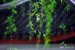 描写柳树诗词(53首)