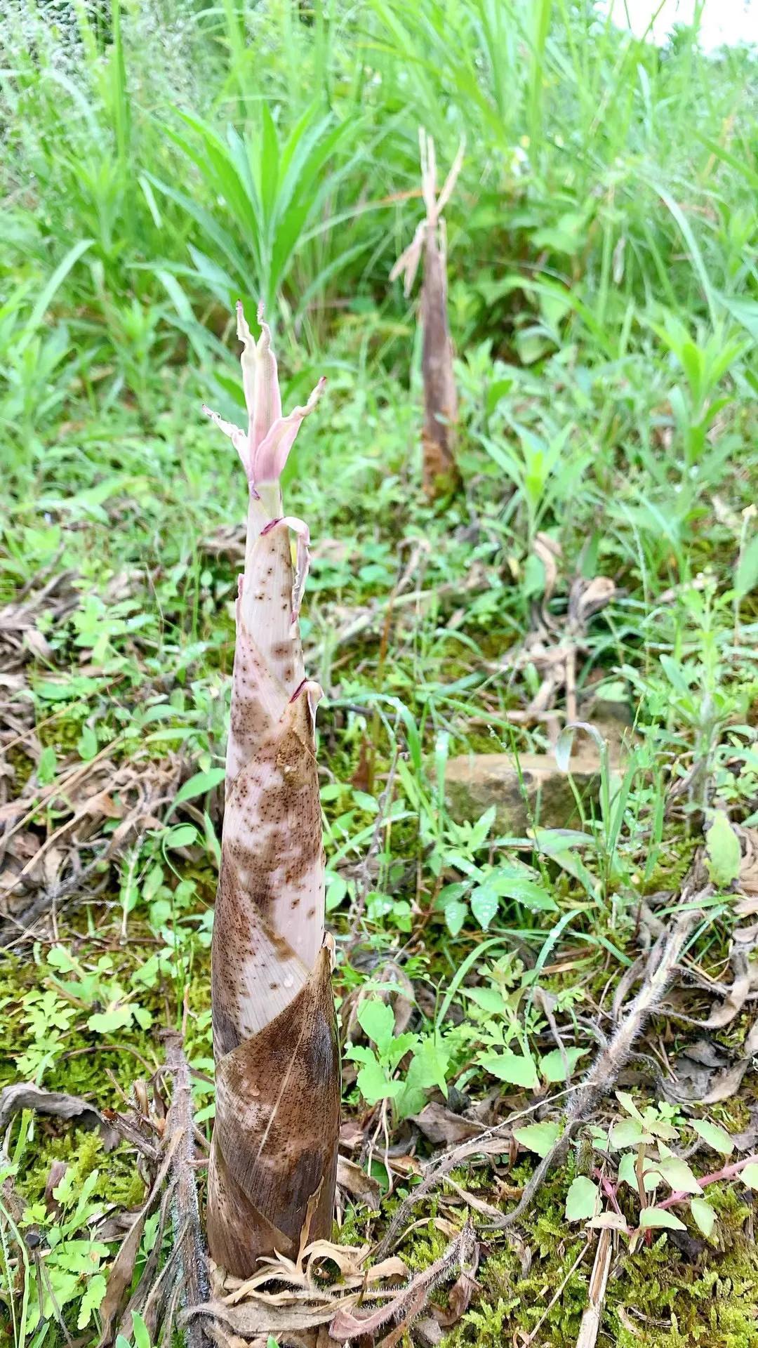 野菜的种类和图片大全(41种常吃的野菜) - 赤虎壹号