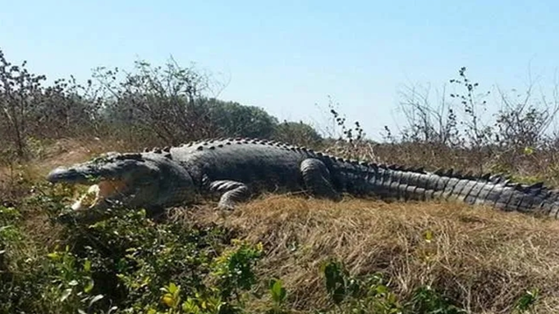 世界上最大的鳄鱼(十大最强恐龙)-万川快讯