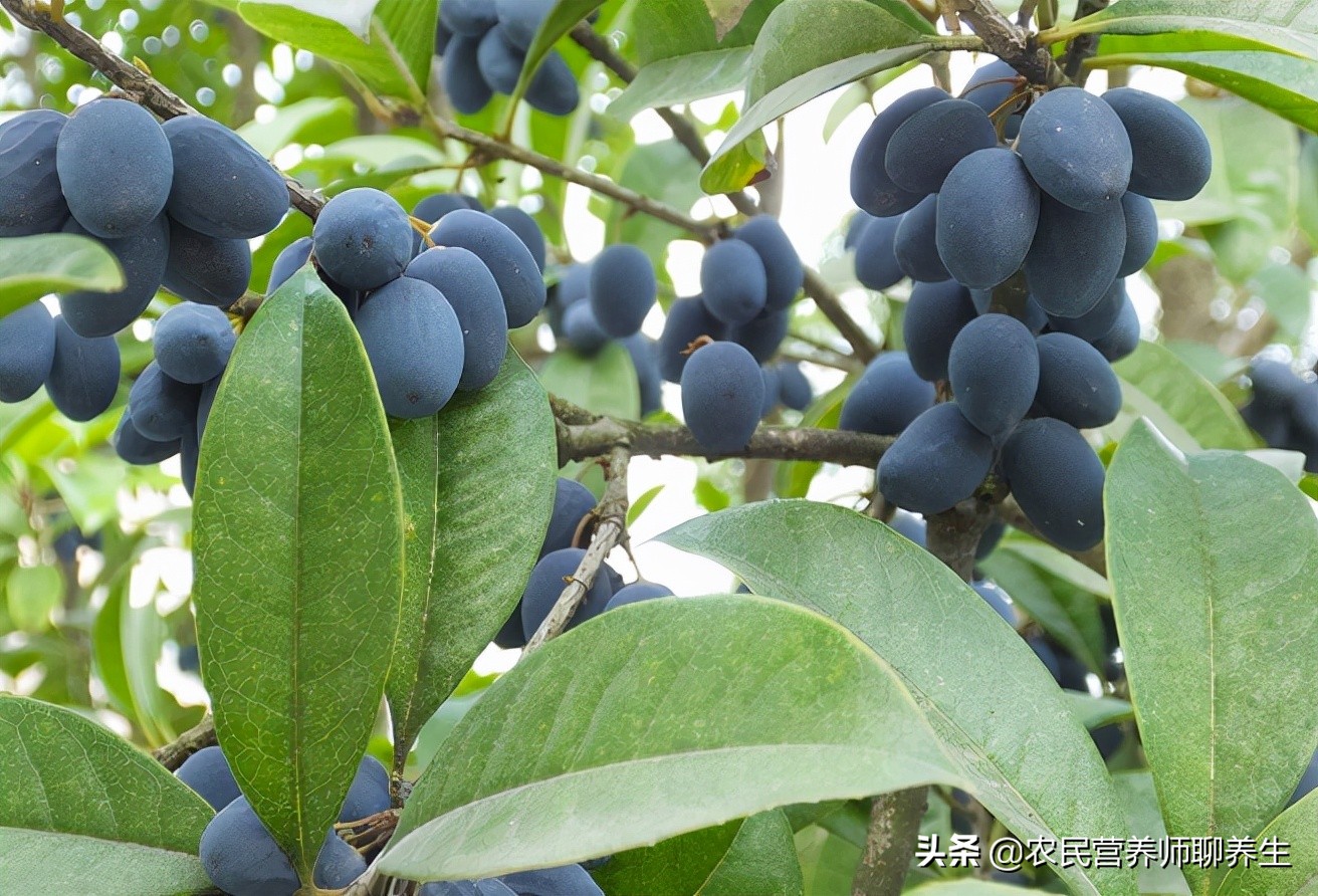 桂花树的果实怎么食用（桂花果泡酒有妙用）