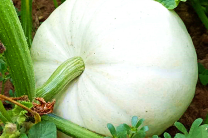 北瓜图片(人头北瓜图片) - 武陵观察网