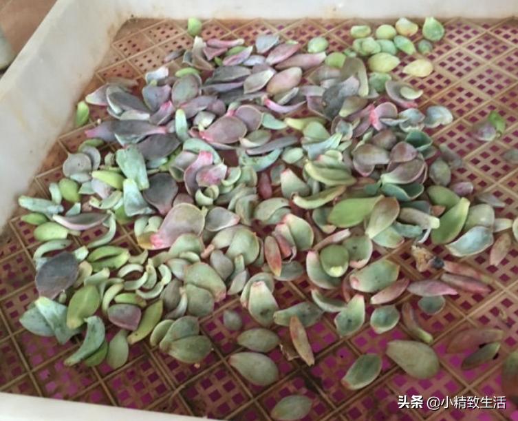 9月好时节,从叶插开始,简单3步,变成多肉大户