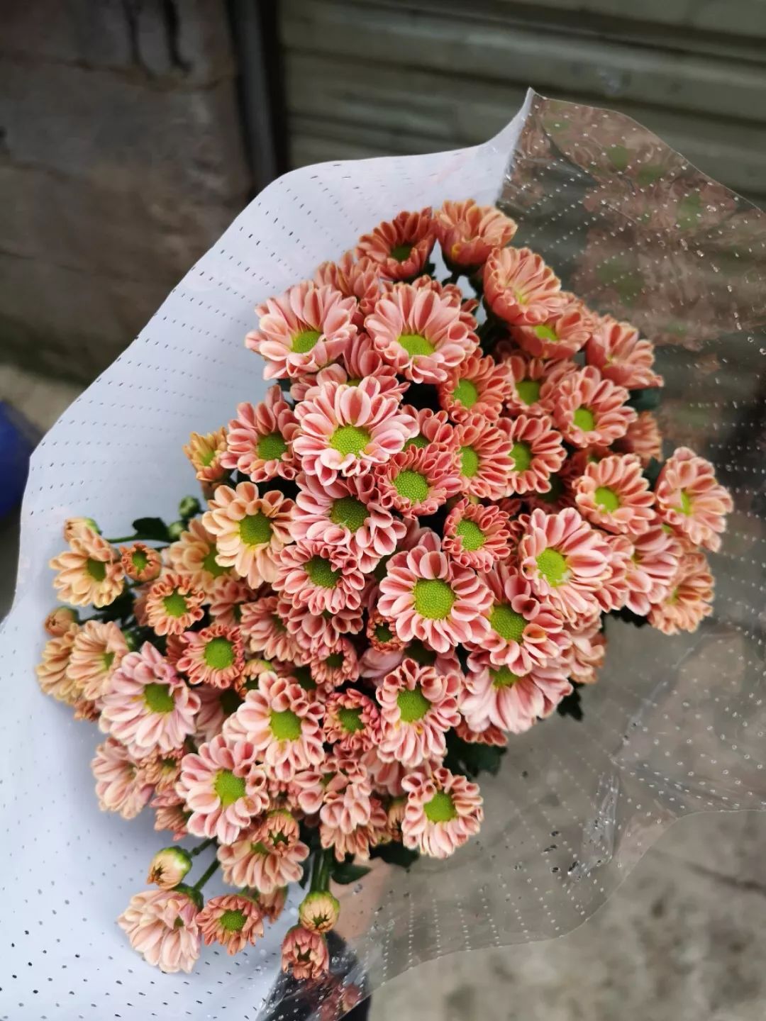小雏菊花期（小雏菊花期较长养护得当可更长）