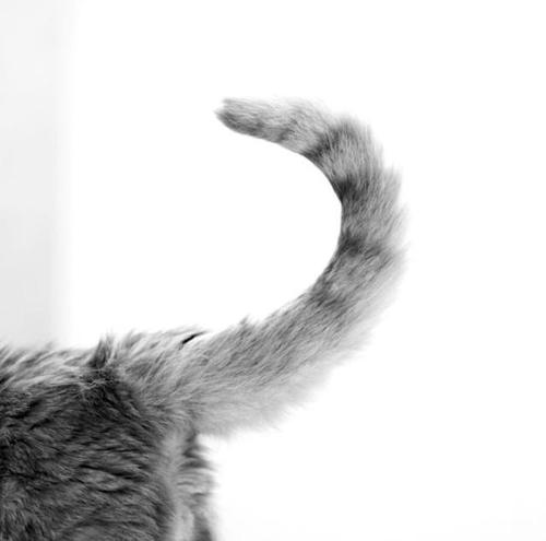 老鼠的尾巴长还是马的尾巴长(老鼠的尾巴长还是小马的尾巴长) - 风集