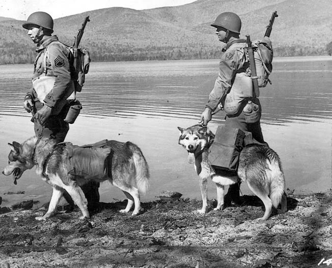 拉布拉多犬的图片头像(史上10大特级军犬，哈士奇竟然在列，最小军犬身高仅23厘米)
