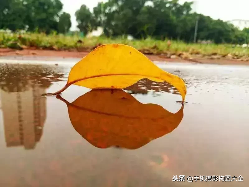 手机摄影新玩法：拍好秋叶、秋花，该注意的三个核心技巧？