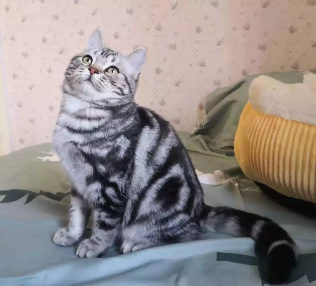 九大常见猫咪品种，你喜欢哪个?