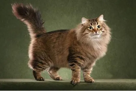 长毛猫有哪些品种(长毛猫的祖先：西伯利亚猫，外表霸气性格沉稳，丝毫不输缅因猫)