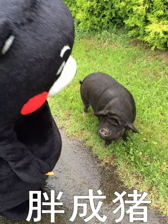 猪的体脂(猪的体脂率和人比)-第1张图片-尚力财经