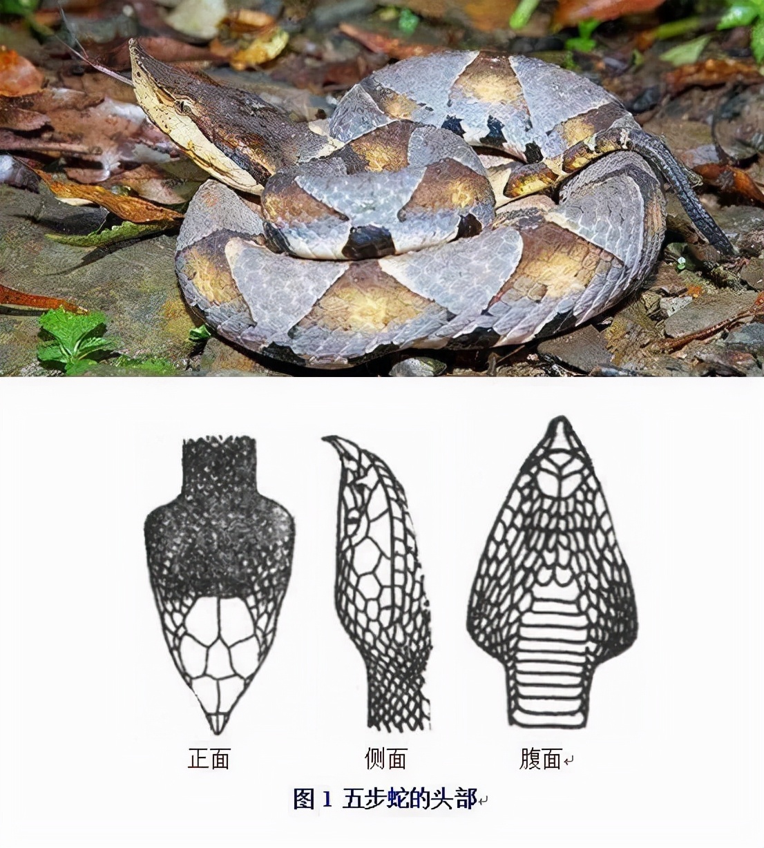 五步蛇图片大全（五步蛇的详细介绍及毒性）