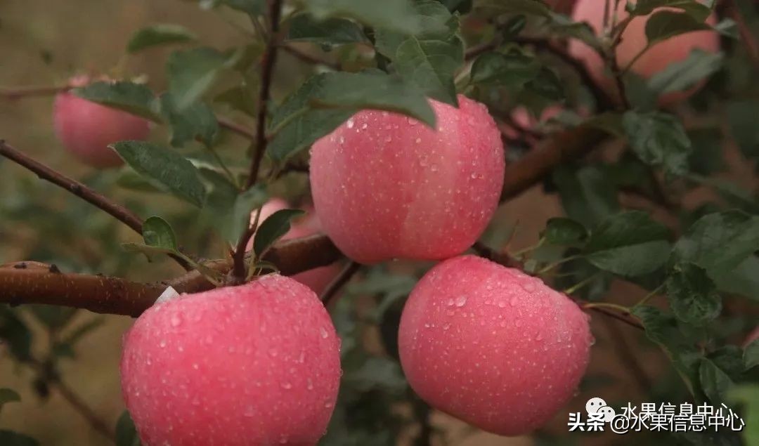 蘋果的產地,蘋果的產地主要在哪里