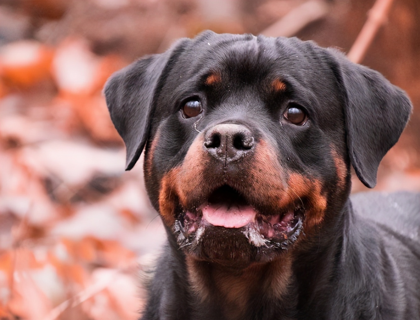 为什么罗威纳那么凶,养的人还那么多?大概是这几个原因
