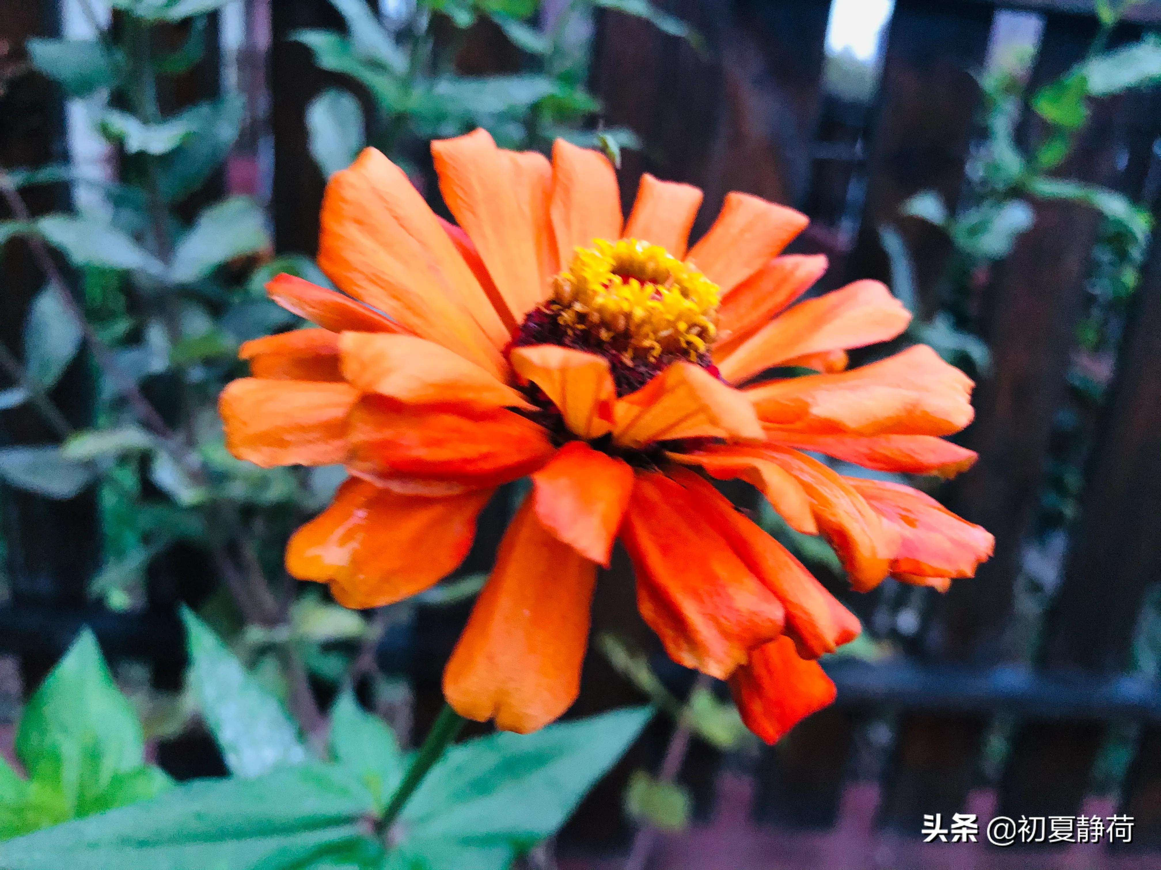 秋雨的深情，都藏在了花中，傍晚随笔