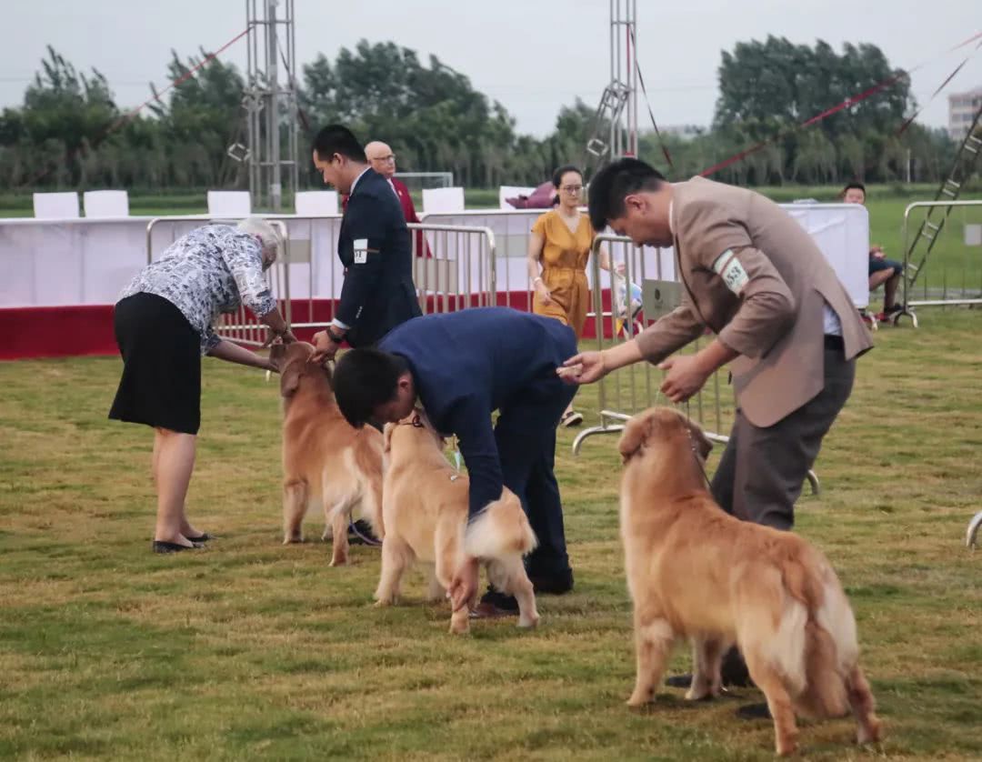 fci世界杯大赛(一决高下 | 相约台儿庄古城祥和庄园，国际护卫犬赛事巅峰)