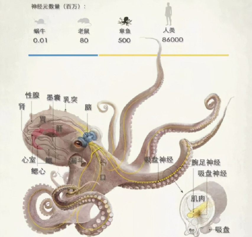 章鱼为什么能预言世界杯结果（章鱼智力已高到“令人无法理解的地步”，为啥没爬到食物链顶端？）