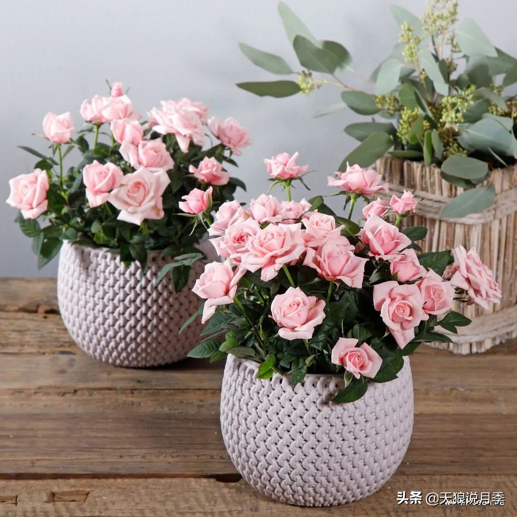 2020世界新品月季大赏，一起来看看都有哪些值得期待的新品种