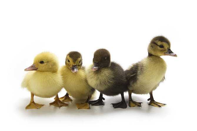 小鸭子爬楼梯背后的教育