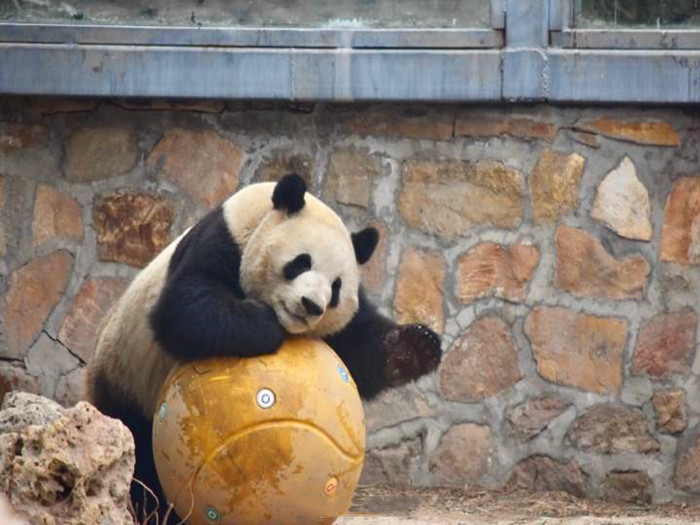 海豚玩球的视频(熊猫宝宝努力练习体操球，欲为动物园争光，刺激动作令游客叫好！)