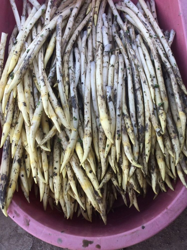 藕带是莲藕哪个部位(藕带是莲藕身上什么位置?) - 风集网