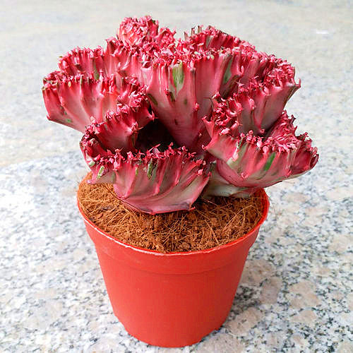 彩春峰多肉怎么养详细介绍科普