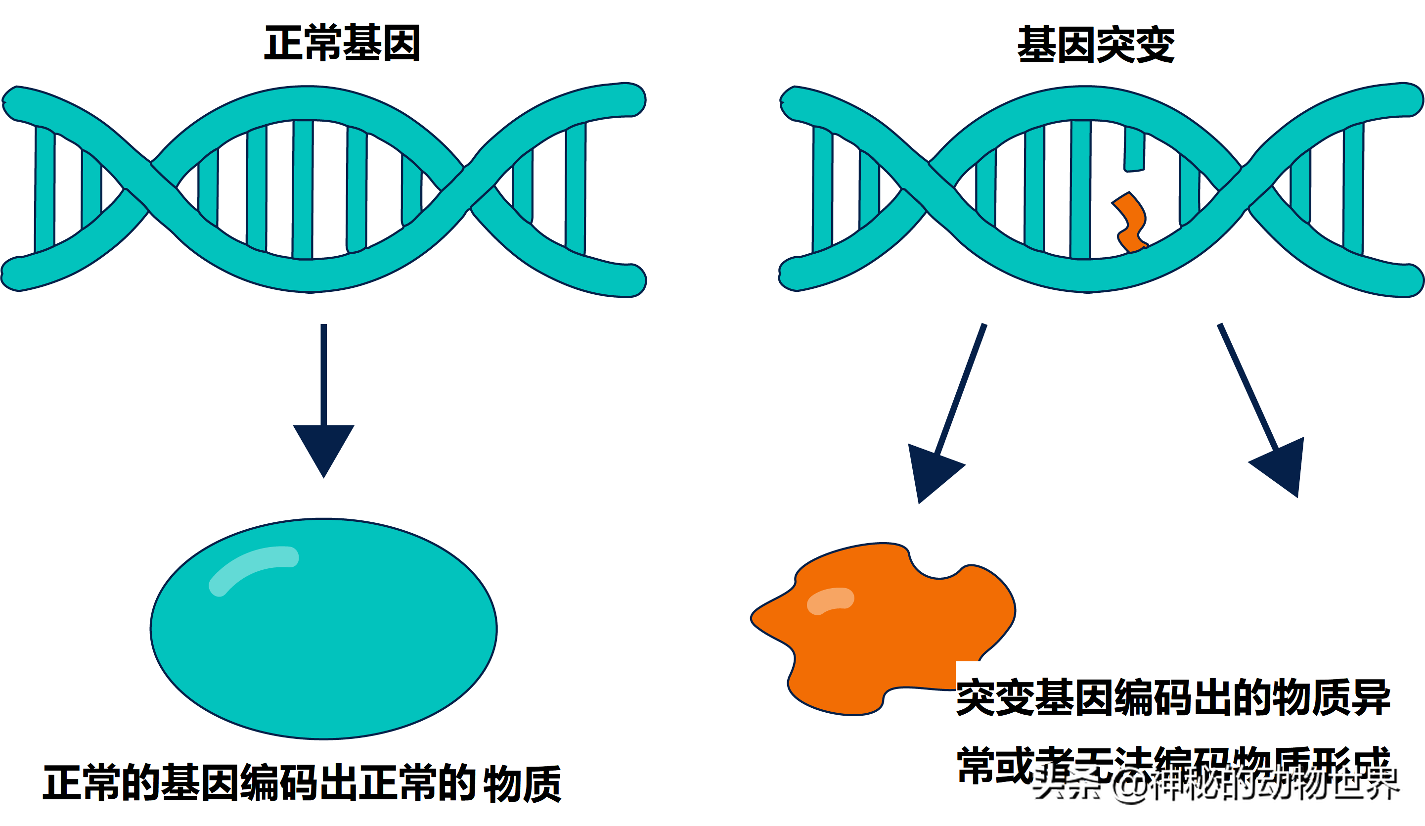 大熊猫吃什么（大熊猫吃什么竹子竹笋叫什么）-第7张图片-昕阳网