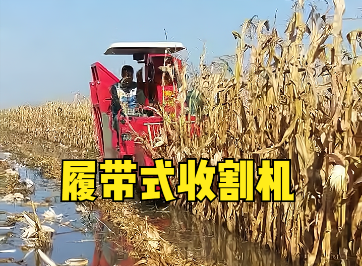 玉米成熟后，聯(lián)合收割機不見了，履帶式收割機稀缺，怎么回事？