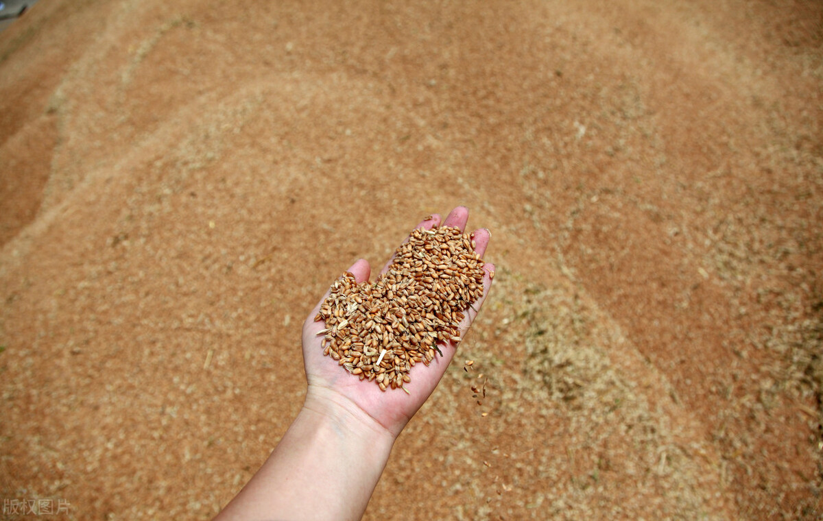 农业农村部：今年夏粮创历史新高，小麦价格涨疯，一斤多少钱了？