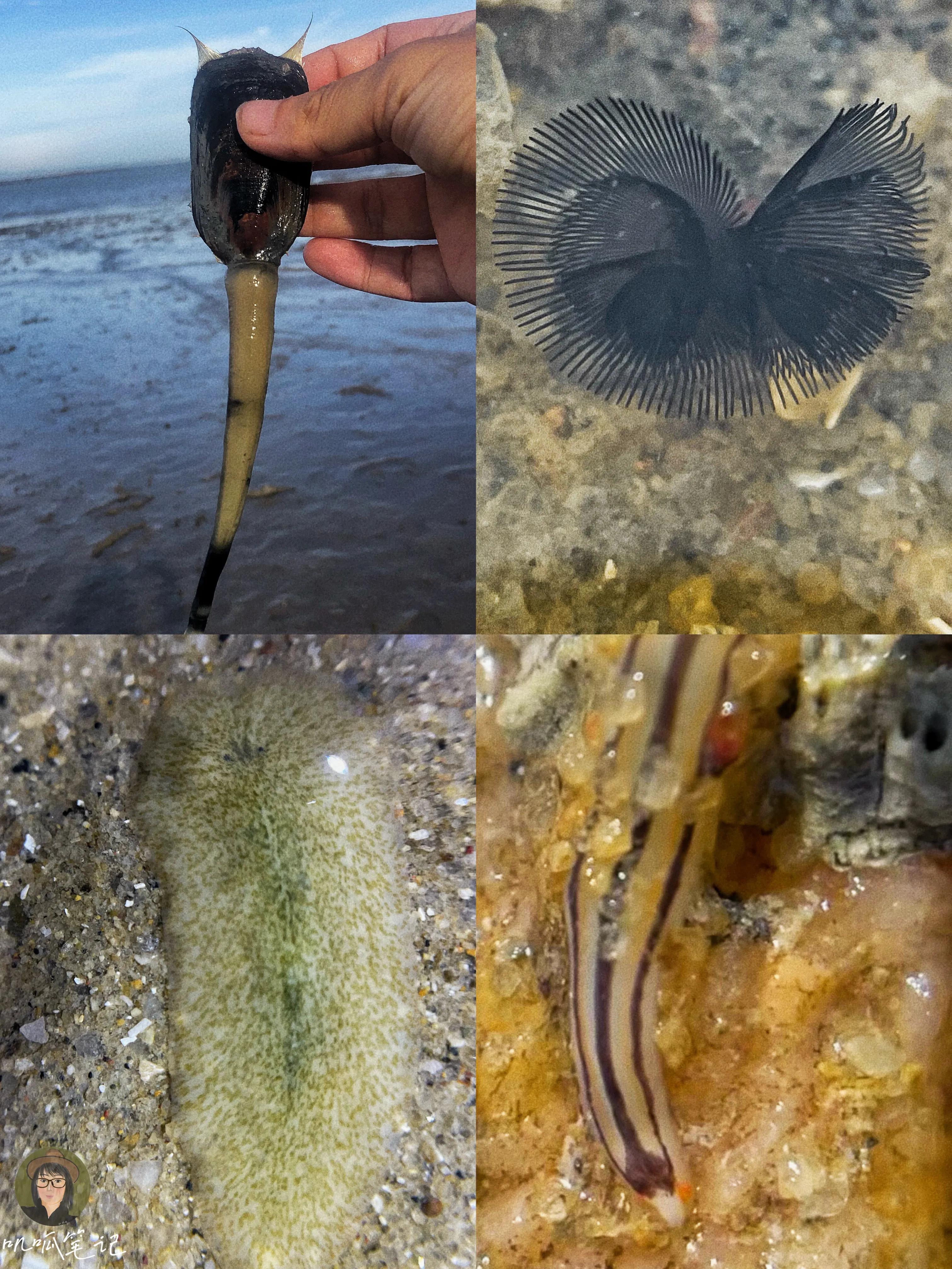 细数厦门赶海12大门类生物,还有比恐龙早的