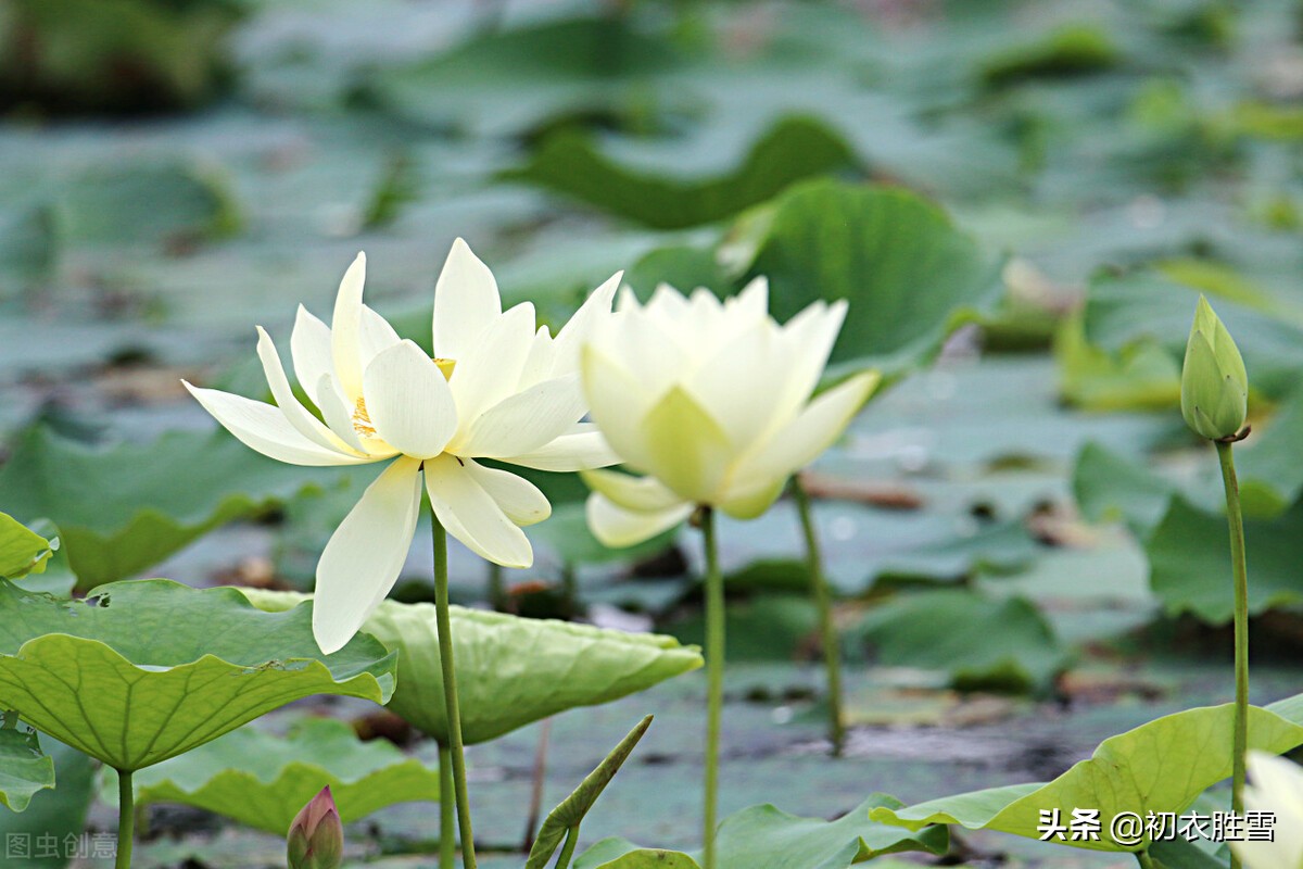 诗词里的荷塘月色8首：开花叶正圆，雾露隐芙蓉，明月小银塘