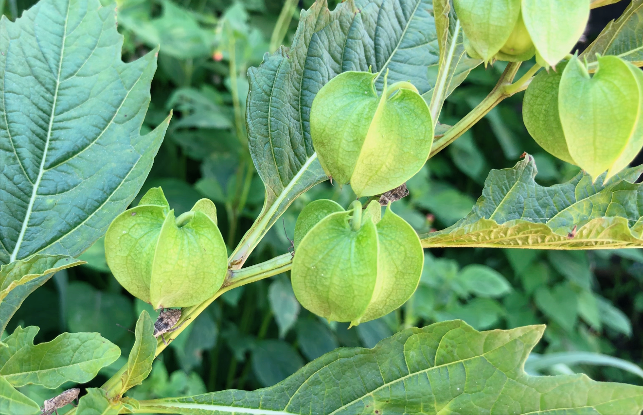 这就是冰粉树,籽是西南特色美食凉粉的原料,还有这种用途知道吗
