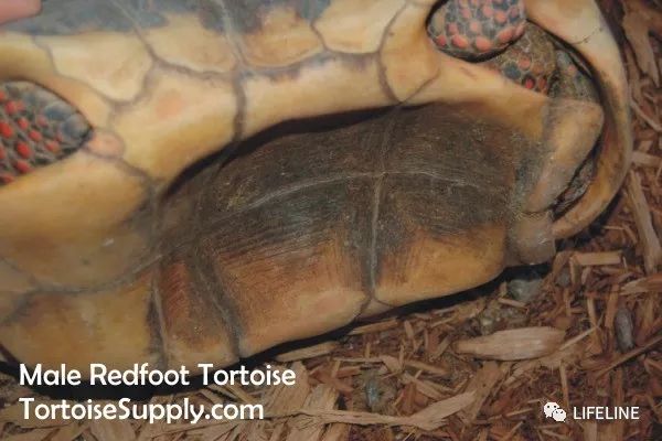 红腿陆龟图片（完整饲养红腿陆龟的十年经验分享）