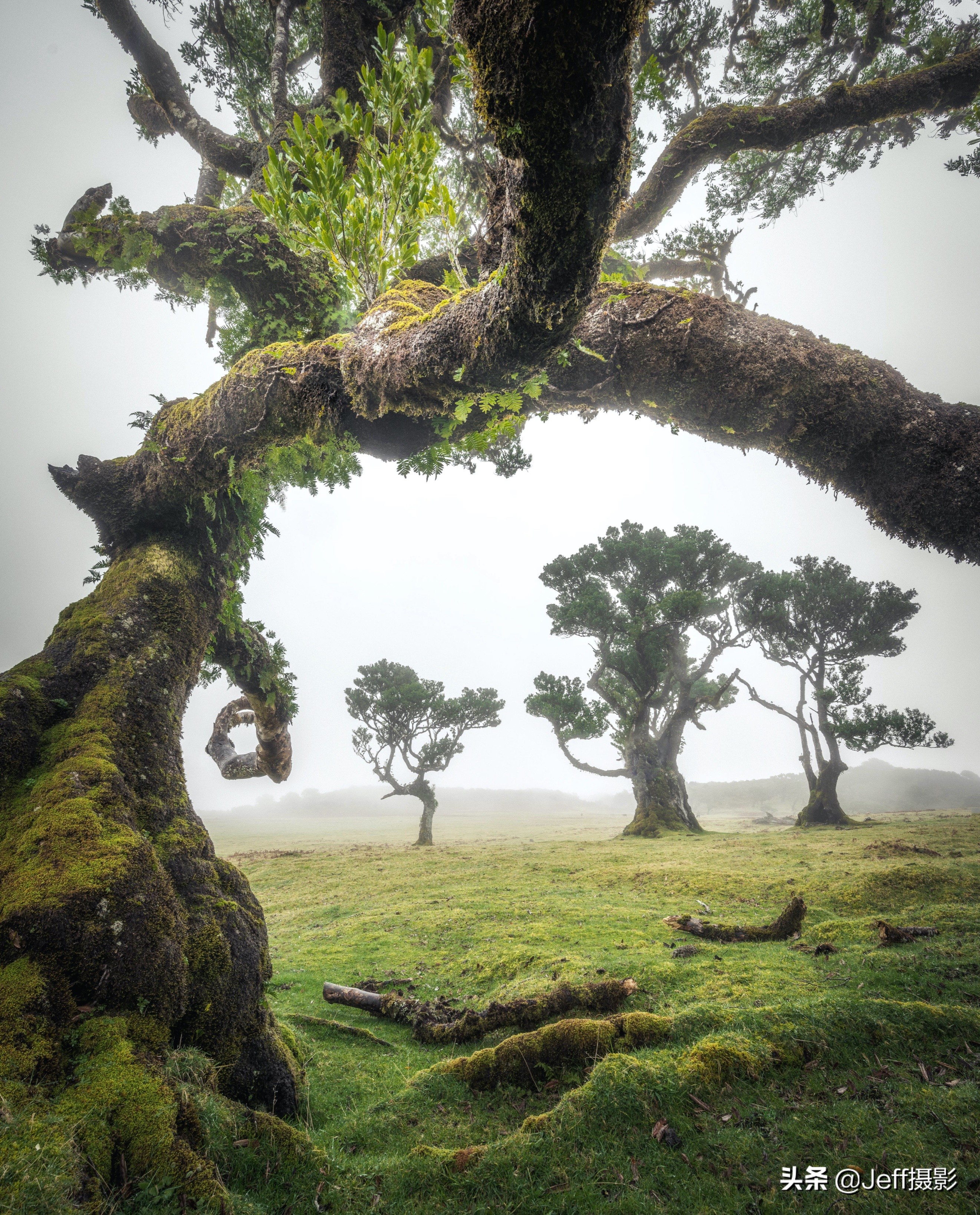 林地摄影,每一片树林都应该被拍成这样