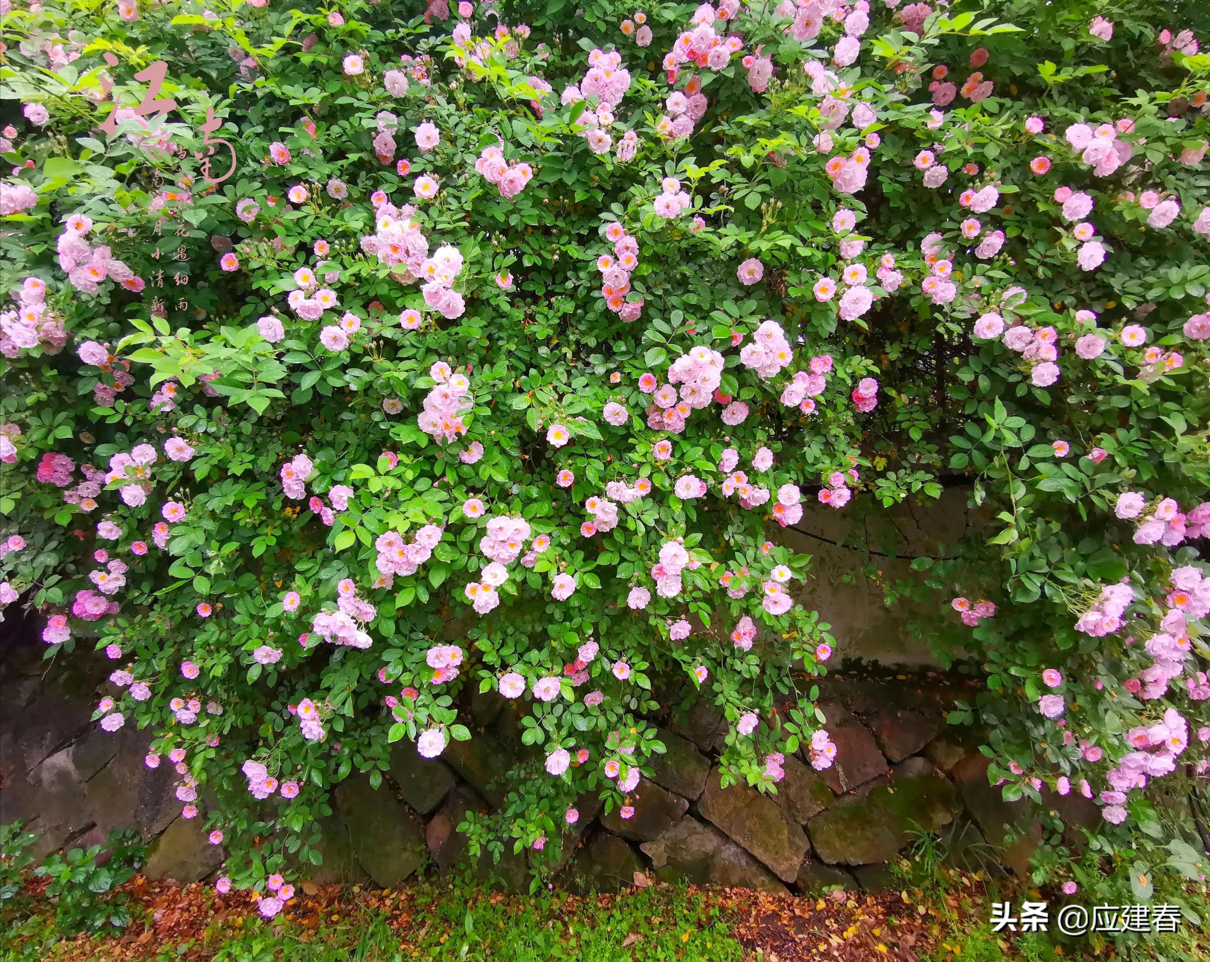 「散文」当蔷薇花遇细雨，江南四月小清新