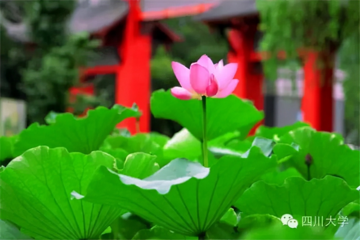 为什么越来越多的学生选择在成都读大学？原因有四个