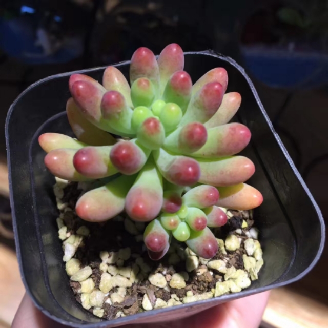 多肉的花语你了解的有多少
