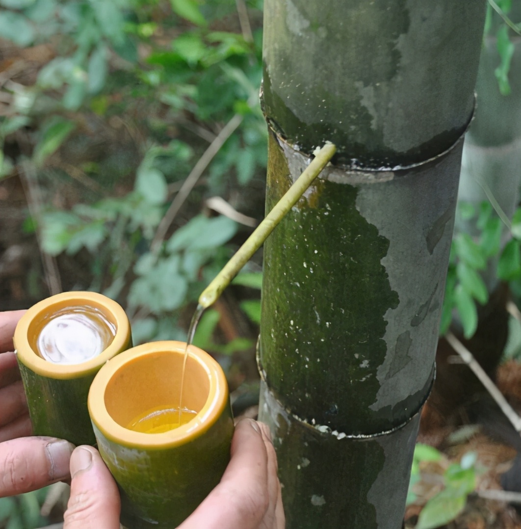 四年前很火的“竹筒酒”，把白酒灌入竹子里，如今为啥突然消失了