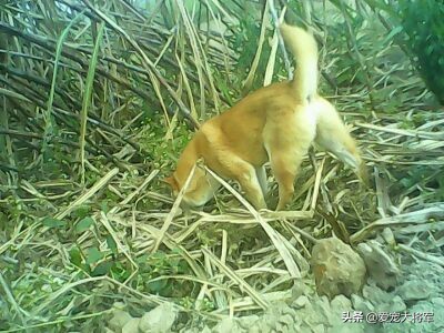 真材实料，资深玩家讲如何激发犬的捕猎潜能和猎犬的训练方法