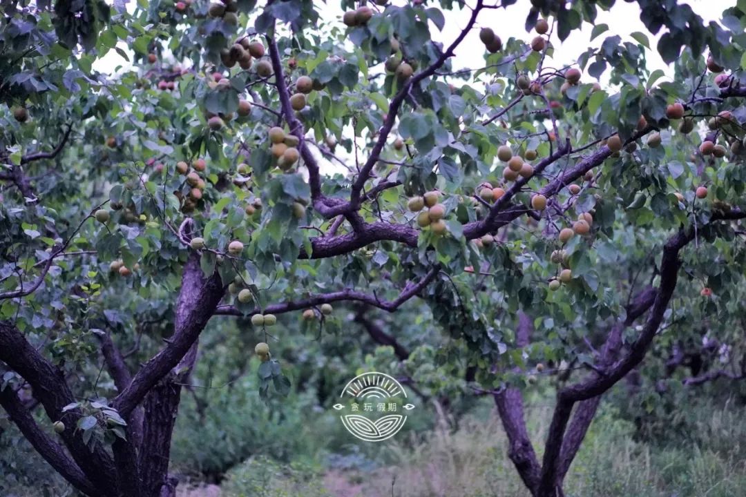 北京郊区度假村(桃源溪谷，北京郊区最适合亲子轰趴的度假之地，被各大景区围中心)