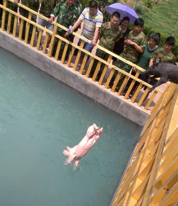 猪会游泳吗,猪会游泳吗百度百科