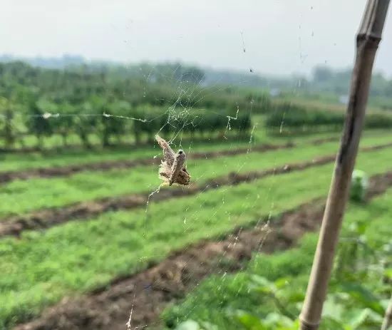 农田里的益虫大盘点