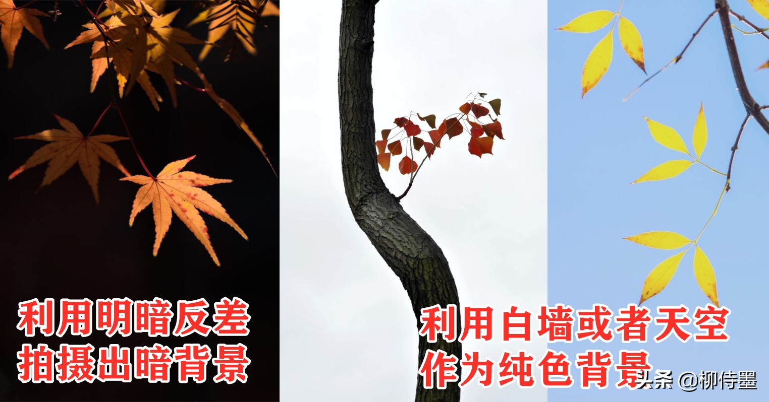 秋天景色美不胜收，每天学点摄影技巧，拍好“一叶知秋”