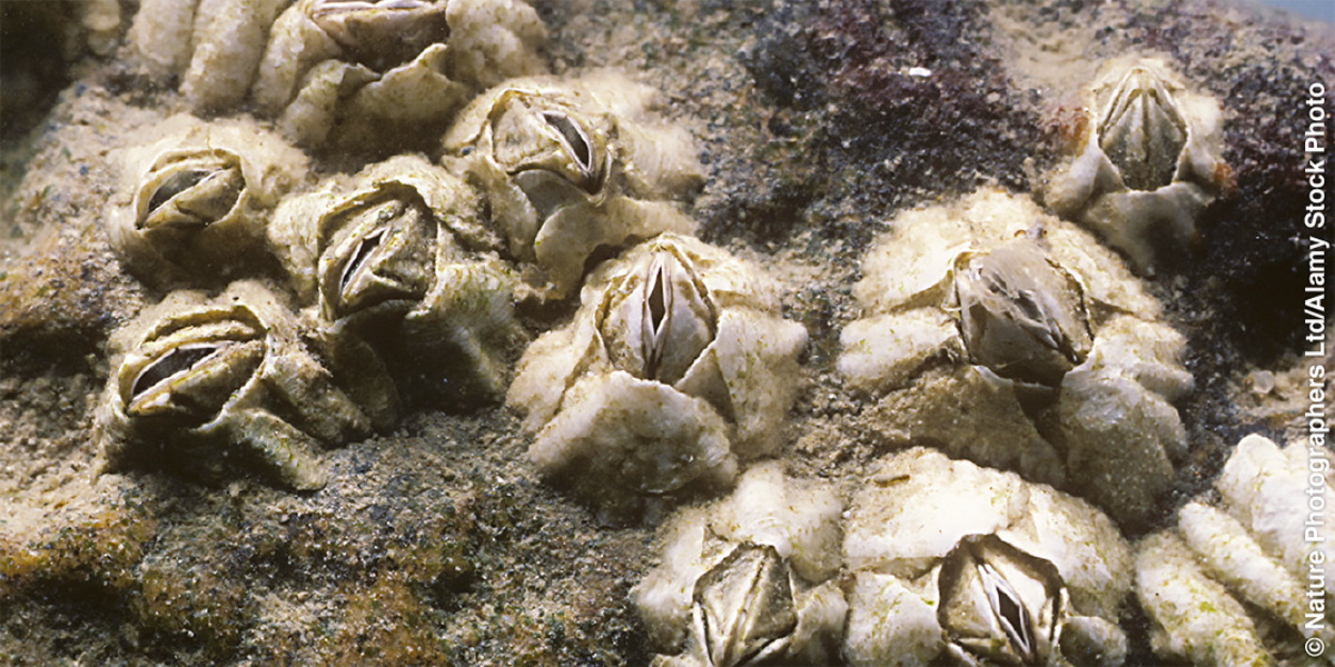 鲸身上的藤壶对鲸鱼是否有害(藤壶有多可怕?