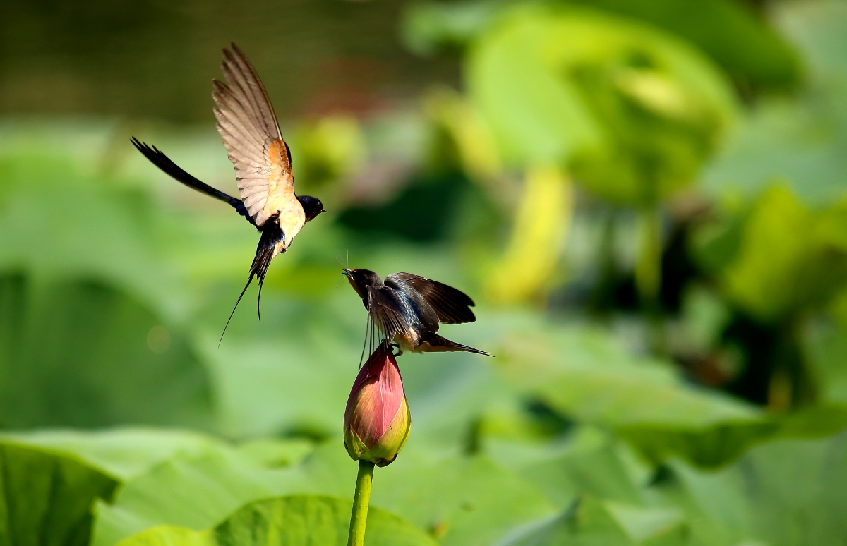 最美的桃花燕子图图片