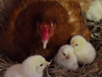 “母校”的英文是