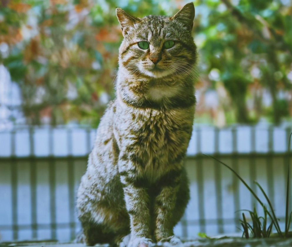 30种知名的猫咪，你都认识吗？